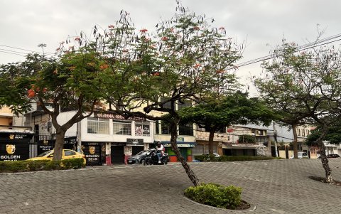 A lo largo del parterre central de la ciudadela Sauces, en la avenida Isidro Ayora, se puede apreciar acacias enanas.