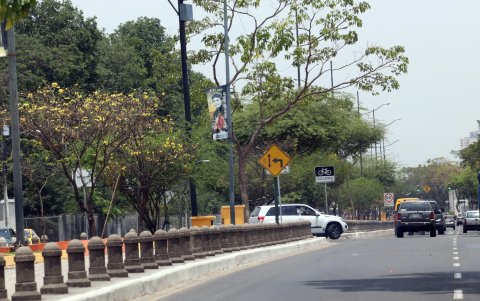 En la avenida Barcelona, ubicada en el suroeste de Guayaquil, también se puede apreciar guayacanes a los lados de la vía.