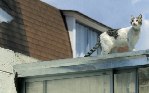 La gata que interpreta a Simón, llamada Rebeca, fue rescatada junto a sus cuatro crías en Manta.