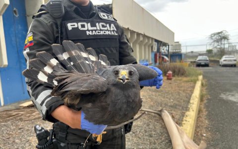 Gavilán rescatado por la Policía.