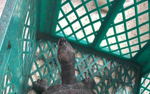 La tortuga ya tenía un tamaño considerable.