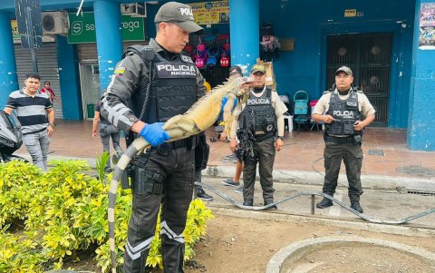 La iguana estaba sangrando debido al impacto con el vehículo.