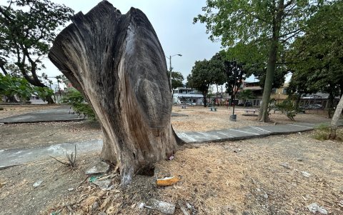 Varios árboles fueron podados.