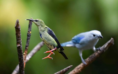 Fotografía del 3 de octubre de 2025 de un mielero patirrojo (i) (Cyanerpes cyaneus), junto a una viudita (Thraupis episcopus), en la Fortuna (Costa Rica).