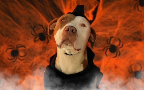 Durante el UBAween 2025, decenas de animales vacunados y esterilizados buscan familia.