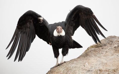 El cóndor andino, declarado especie vulnerable, cumple un rol clave en el equilibrio de los ecosistemas de montaña.
