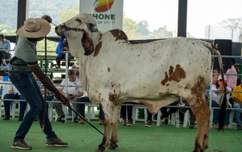 La ExpoCebú de Chone se consolida como la feria ganadera más importante del país