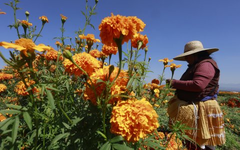 Una agricultora cosecha flores de cempasúchil este viernes, en Tenango del Valle, Estado de México (México).