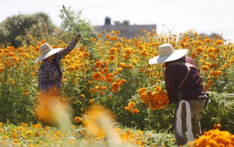 os campos de flor de cempasúchil se convierten en un espectáculo visual y sensorial en la antesala al tradicional del Día de Muertos en México.