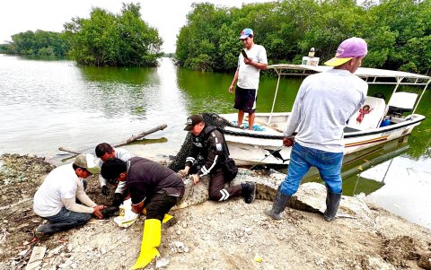 La Policía llegó para manipular al espécimen y trasladarlo a un sitio alejado de la actividad humana.