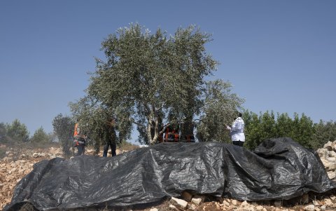 La cosecha de aceitunas en la población de Bir Zeit, en el centro de la Cisjordania ocupada, se desarrolla en un ambiente tenso.