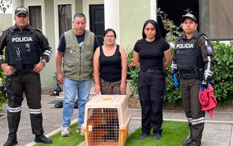El oso hormiguero fue trasladado al Parque Histórico para su evaluación.