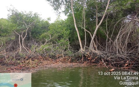Los pescadores documentaron progresivamente la tala.