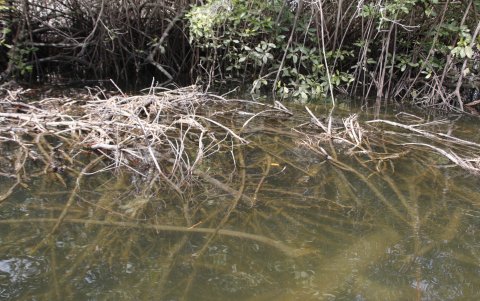Ramas fueron arrojadas corriente abajo, obstruyendo el paso cerca de la orilla para los pescadores artesanales.