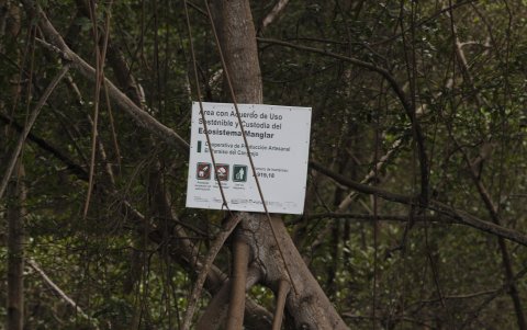 El manglar es custodiado por la cooperativa de cangrejeros, según un acuerdo ministerial firmado años atrás que les brinda esa facultad a la comunidad.