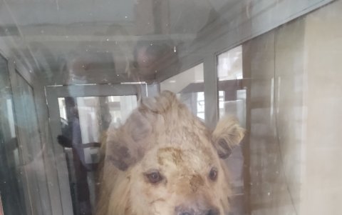 Un león forma parte de las especies disecadas en el interior del museo del colegio Vicente Rocafuerte.
