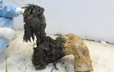 Una de las patas de la cría de mamut lanudo Yuka, en un excepcional estado de conservación tras la extirpación de la piel, lo que permitió recuperar moléculas antiguas de ARN.