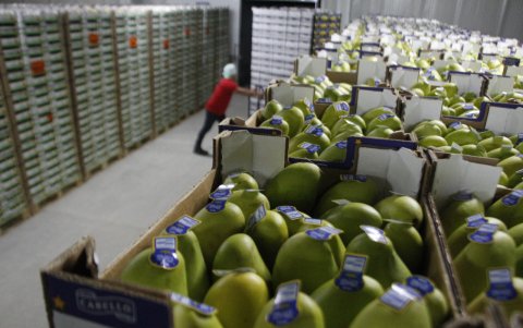 El 95% de la producción de mangos llega al mercado estadounidense