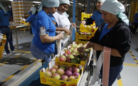 El sector requeriría analizar estrategias de comercialización, tecnología y productos con valor agregado.