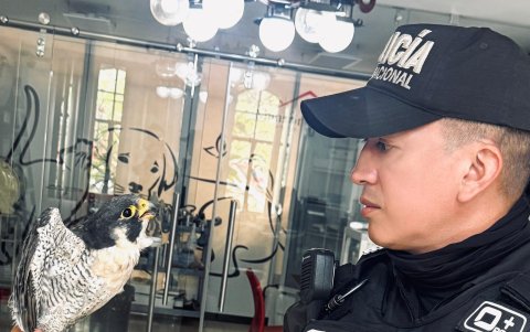Agente Fran Huilca, de la UPMA con el halcón rescatado.