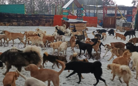 Techo del refugio de perros en Píntag colapsó por fuerte lluvia y granizo, dejando 900 animales afectados.
