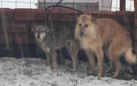 Los animales del refugio Fundación Lucky necesitan cobijas, comida y un espacio seguro después del colapso.