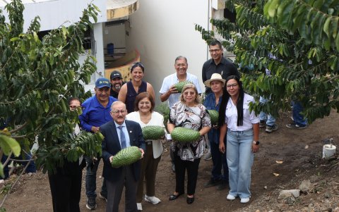 El rector de la Universidad Católica Santiago de Guayaquil, doctor Waler Mera, participó en la cosecha de la guanábana junto a maestros.
