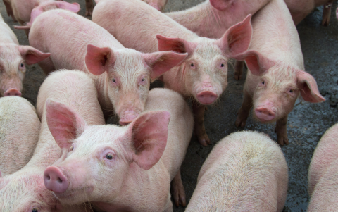 Controles estrictos a viajeros y carga internacional buscan mantener a Ecuador libre de Peste Porcina Africana.