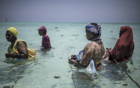 Miembros de la Cooperativa de Productores de Esponjas de Zanzíbar, una organización liderada por mujeres, atienden su granja frente a la costa de Jambiani