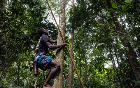 Un hombre maniq trepando a un árbol para ver mejor después de ver un mono en el dosel en Phatthalung, en el sur de Tailandia.