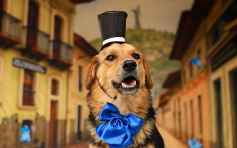 Once perros en adopción participaron en una sesión fotográfica al estilo chulla para promover su adopción durante las Fiestas de Quito.