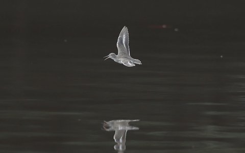 Turismo. En el Estero Salado, al lado del Puente 5 de junio, varias aves gustan volar cerca del agua.