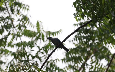 3. Parques. En las áreas verdes se pueden divisar diferentes especies de aves que posan en las bancas, adoquines, barandas y pilas.