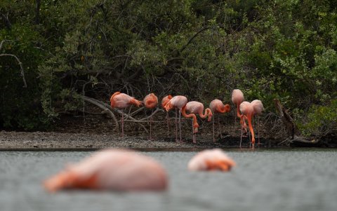 El censo 2025 registró 246 flamingos en las lagunas de Galápagos.