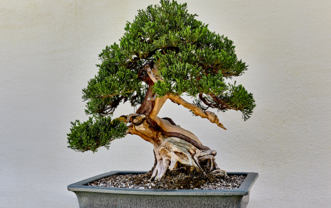 Un bonsái puede ser un excelente regalo.