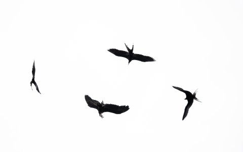 Una parvada de gallinazos rodea la caleta de Puerto Pizarro.