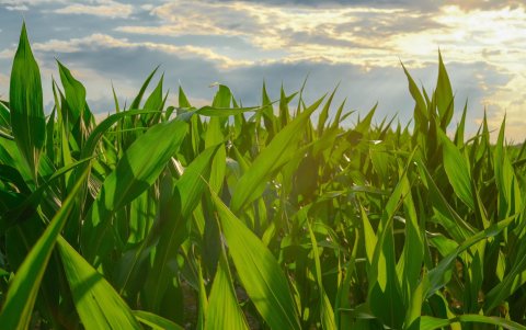 Investigadores evalúan agroquímicos usados en maíz y su impacto celular