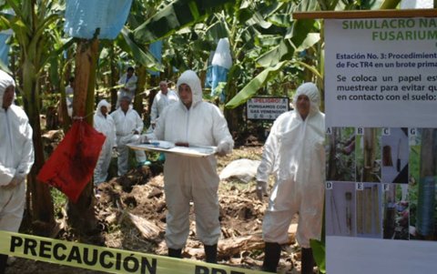 Los protocolos de bioseguridad que se llevan en la zona donde hay Fusarium Raza 4 Tropical.
