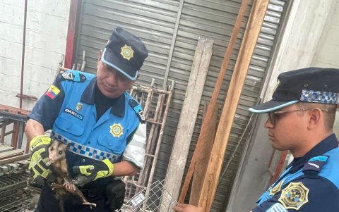 El rescate se dio en el norte de la ciudad.