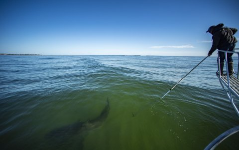 Aunque el gran tiburón blanco es famoso por sus encuentros con humanos, las interacciones siguen siendo muy raras considerando la extensión de la costa australiana.