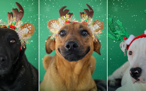 Actualmente, la UBA tiene disponibles 25 perros y gatos listos para ser adoptados.