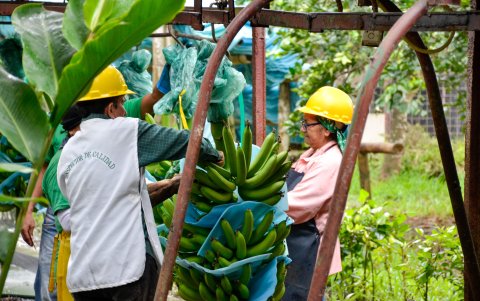 Evaluación de banano de exportación, en un sector con brechas de productividad frente a competidores internacionales.