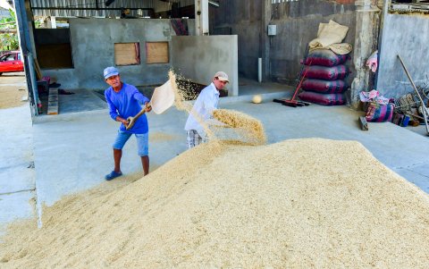 Procesamiento del arroz en piladora del Guayas, en un contexto donde el monocultivo intensivo que ha deteriorado el suelo y elevado la dependencia de fertilizantes y agroquímicos.