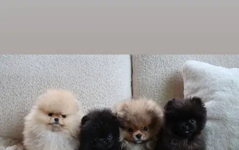 Los cuatro cachorros de Pomerania que Kim Kardashian regaló a sus cuatro hijos.