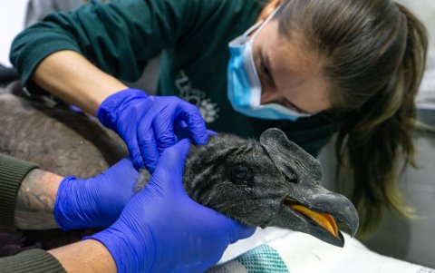 El cóndor rescatado está en una fase delicada de su crecimiento, pues estaba en proceso de abandonar el nido.