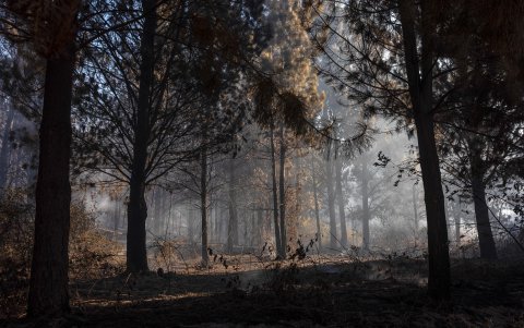 Foto que muestra una zona afectada por los incendios forestales este miércoles, en el Hoyo provincia de Chubut (Argentina).