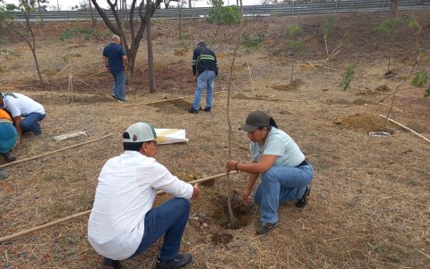 La siembra de 600 árboles se desarrolló la mañana de este sábado 10 de enero en el redondel que conecta la autopista Narcisa de Jesús con la avenida Francisco de Orellana, en el norte de Guayaquil.