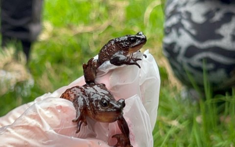 El jambato, un anfibio que volvió de la extinción y crece en los páramos de Angamarca.