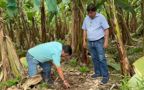 Productores bananeros de El Oro desarrollan un laboratorio artesanal en una finca de la parroquia La Iberia para mitigar el impacto del fusarium R4T mediante el uso de microorganismos.