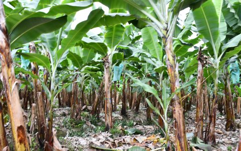 Plantas son tratadas con microorganismos en laboratorio artesanal abierto a pequeños y medianos productores; método de bajo costo frente al FOC R4T en El Oro